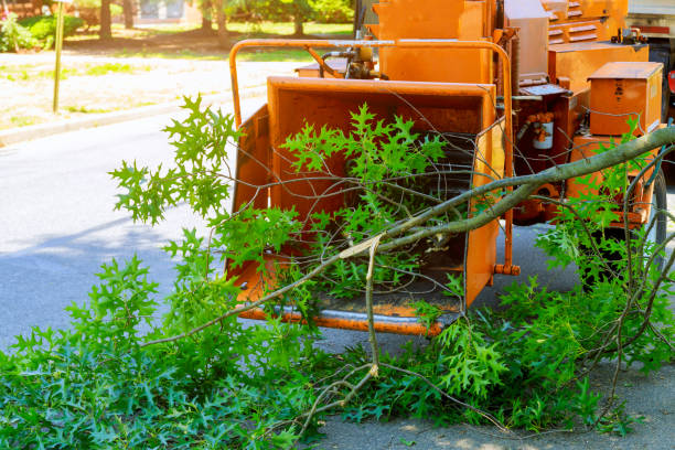 Best Lawn Renovation and Restoration  in Williamston, SC